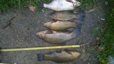 Tench ×4 — Paštys