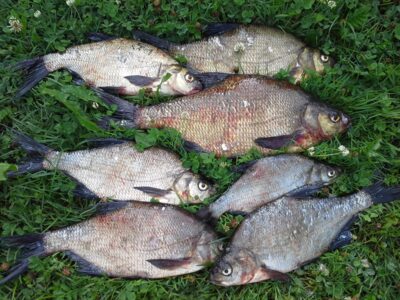 Carp bream ×7