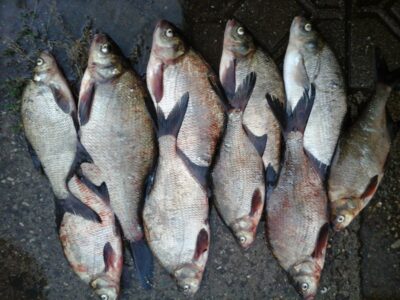 Carp bream ×10 — Galuonis