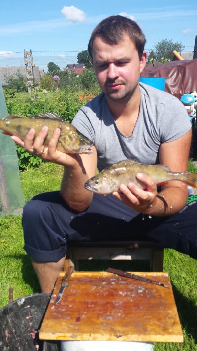 Eurasian perch, 0.5 kg