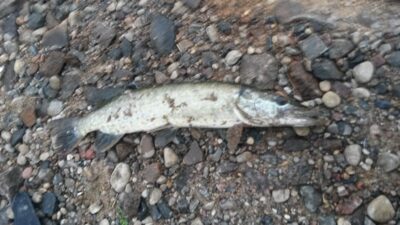 Northern Pike
