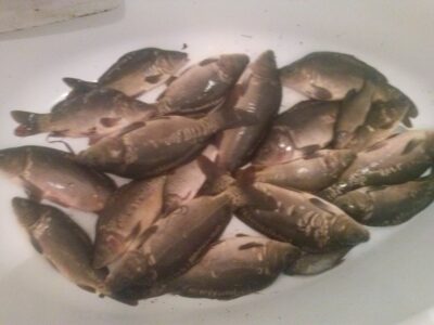 Carp ×18 — Arvydų