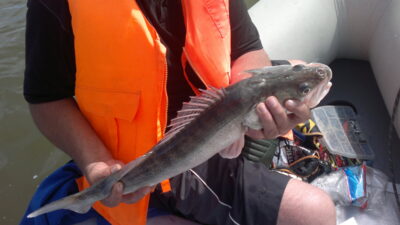 Pike perch, 1.9 kg — Kuršių