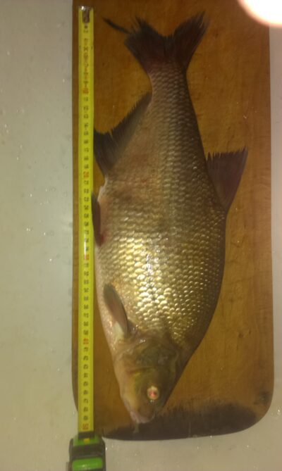 Carp bream, 2.6 kg — Neris River
