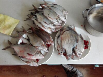 Carp bream ×25 — Pravalas