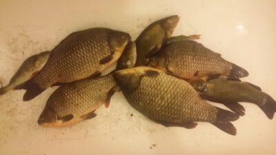 Prussian carp ×4 — Vainabalis