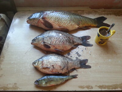 Carp, 3.7 kg — Sartai