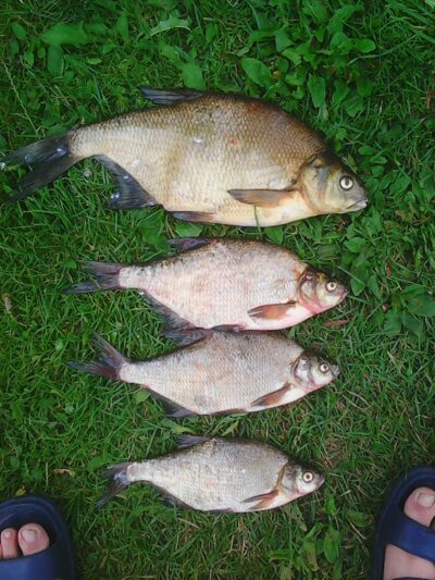 Carp bream ×4 — Skaistis