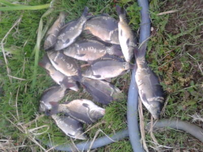 Carp ×16 — Lupikų