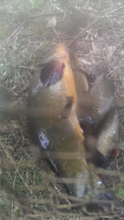 Tench, 1.9 kg — Pastrėvio HE