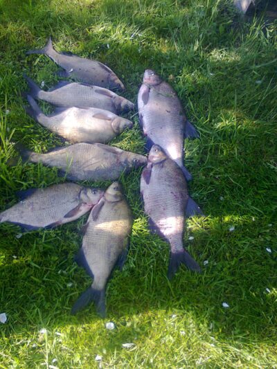 Carp bream ×8 — Skirvytė