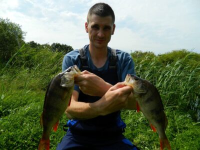 Eurasian perch, 0.6 kg
