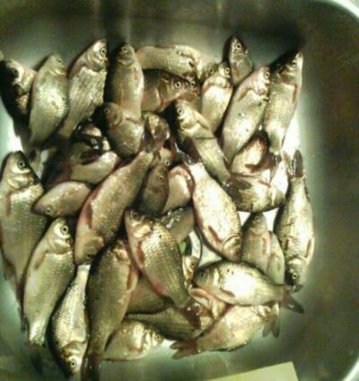 Crucian carp ×37 — Skrytas