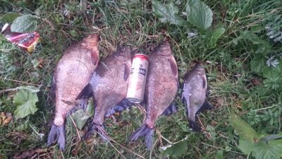 Carp bream ×4 — Skaistė