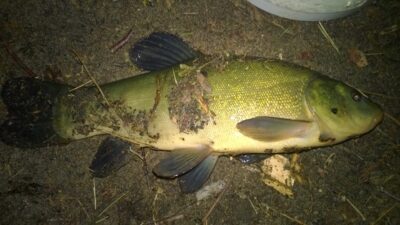 Tench, 0.5 kg — Lynelis