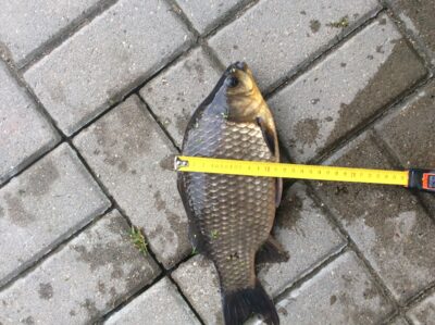 Crucian carp, 0.8 kg