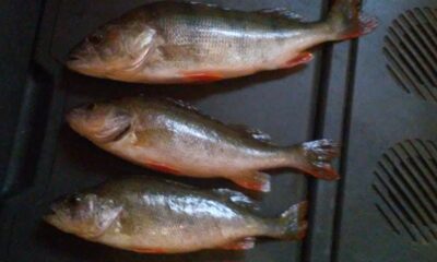 Eurasian perch ×3 — Neman River