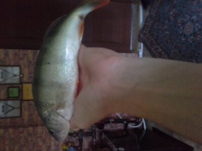 Eurasian perch
