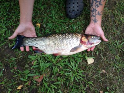 chub — Nevėžis