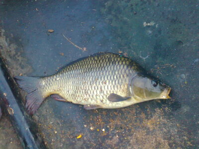 Carp, 1.1 kg — Ekrano gamyklos