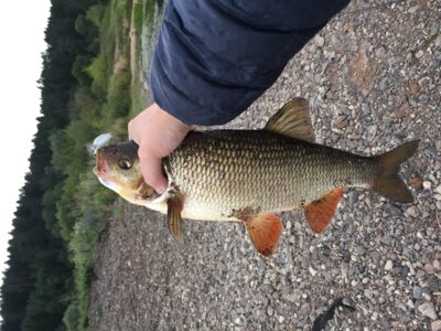 chub, 1.5 kg — Neman River