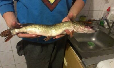 Northern Pike, 1.0 kg — Smeltalė