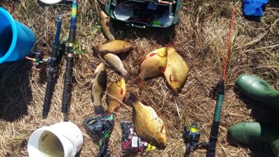 Crucian carp ×4