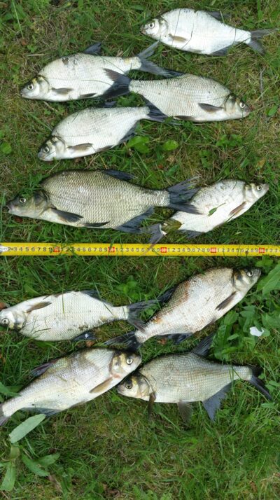Carp bream ×10