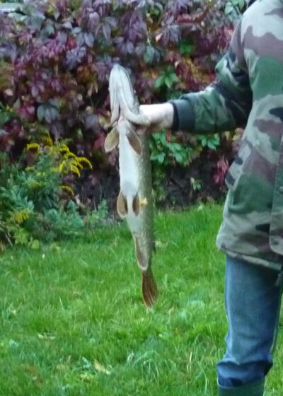 Northern Pike