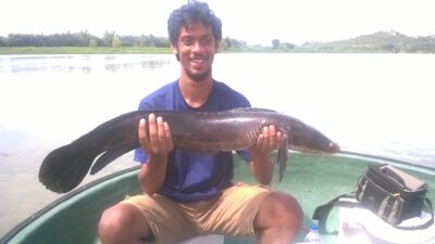 Common snakehead, 5.0 kg