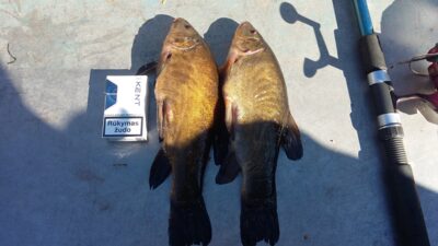 Tench, 0.5 kg