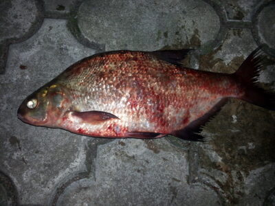 Carp bream, 1.3 kg — Kaunas reservoir