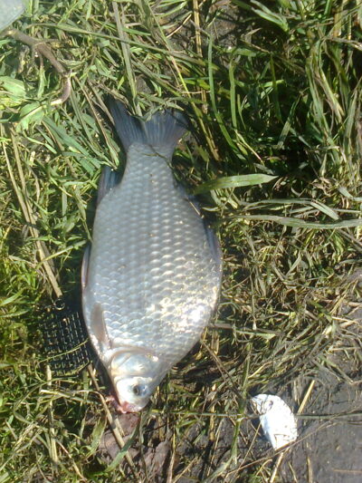 Prussian carp — Prabaudos