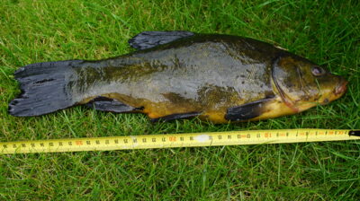 Tench, 0.9 kg