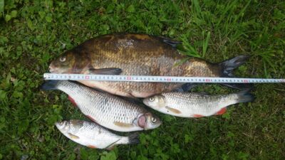 Carp bream, 2.0 kg — Neman River