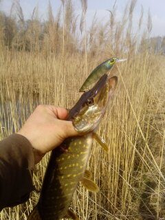 Northern Pike, 1.4 kg — Kriauna