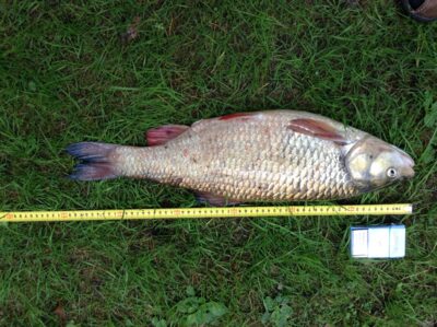 chub, 2.8 kg — Neman River