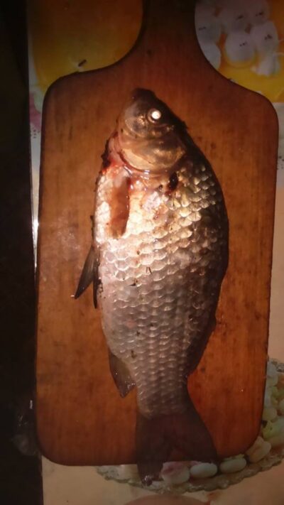 Crucian carp, 0.5 kg — Lentvario