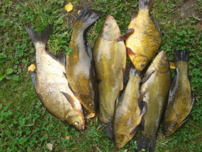 Tench ×5 — Išnarai