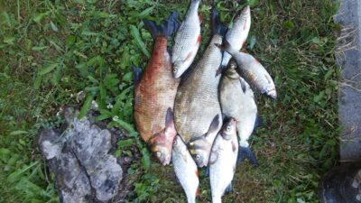 Carp bream ×3 — Neman River
