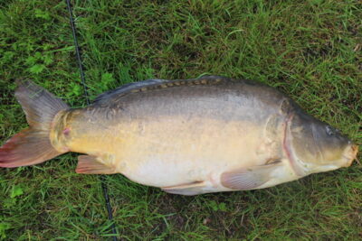 Carp, 10.2 kg