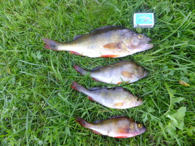 Eurasian perch, 0.7 kg — Angirių