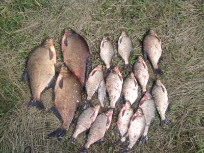 Carp bream, 2.6 kg — Apšlavas