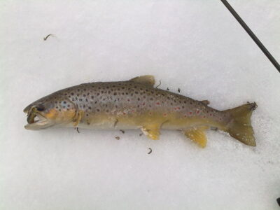 Brown Trout