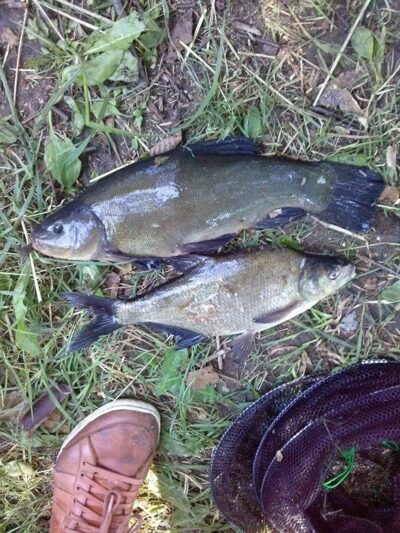 Tench, 0.7 kg — Vidinkstas
