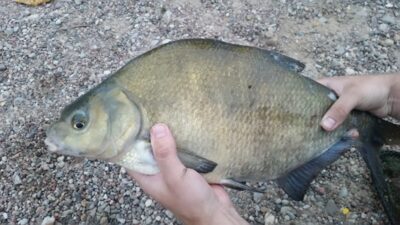 Carp bream, 2.6 kg — Neman River