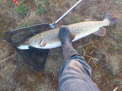 Northern Pike, 9.0 kg