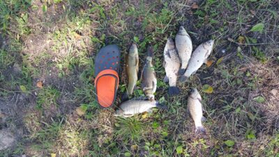 Prussian carp ×5