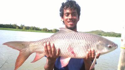 rohu, 6.9 kg