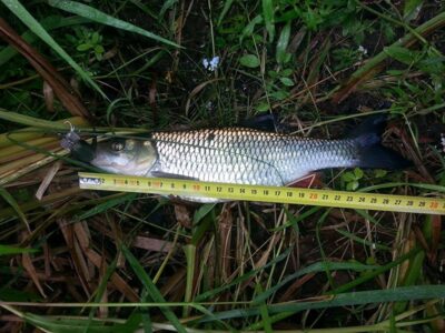 chub, 0.3 kg — Neris River